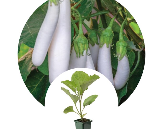 White Knight Hybrid Eggplant Disease Resistant, High Yield Vegetable for Mediterranean and