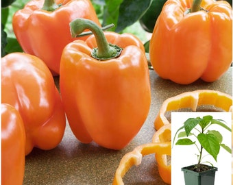 Premium Orange Bell Pepper Plant - Robust Growth, Sweet Taste, Easy Maintenance - Elevate Your Recipes