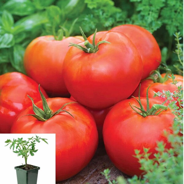 One Red Beefsteak Tomato Plants for Sale : Robust, Juicy Varieties for Homegrown Tomato Bliss - Order Now for a Tasty Harvest!