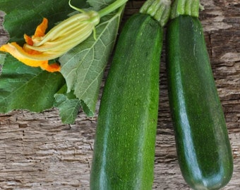 Organic Black Beauty Zucchini Plants: Prolific, Disease-Resistant Variety for Your Garden - Fast Shipping Available!- Ready for Your Garden