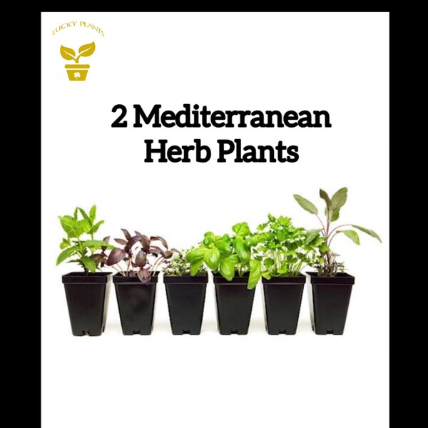 Live Herb Plants Etsy