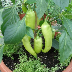 Hot Banana Pepper Plants the yellow wax pepper or banana chili Heirloom Vegetable Plant Ready to Transplant image 5