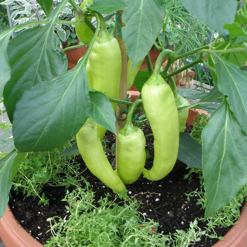 Hot Banana Pepper Plants the yellow wax pepper or banana chili Heirloom Vegetable Plant Ready to Transplant image 5