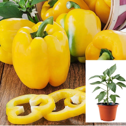 Premium Yellow Bell Pepper Plants for Sale - Sweet Pepper Seedlings, Home Garden Vegetable, Organic Cultivation, Fast Shipping