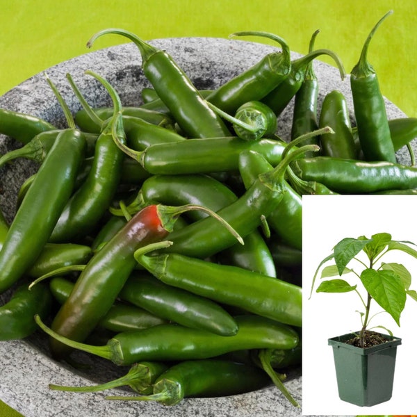 Pepper Plants (Serrano) in 4”Pot |Hot Chili Pepper plant | Live plants | Compact plant | Ready to transplant