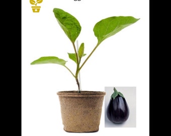 LIVE Eggplant (Black Beauty Type) | Delicious Eggplant| Easy to grow |Organic Gardening| Vegetable Plant |