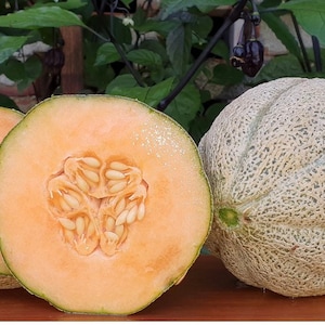 Cantaloupe Heart of Gold: Grow Your Own Sweet Melons Easily! Order Now and Enjoy Fresh Harvests from Your Garden