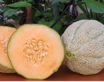 Cantaloupe Heart of Gold: Grow Your Own Sweet Melons Easily! Order Now and Enjoy Fresh Harvests from Your Garden