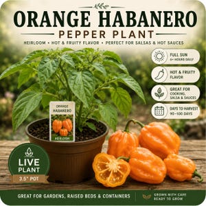 May include: An image of an Orange Habanero pepper plant in a 3.5" pot, with several ripe orange peppers. The plant has green leaves and a tag that reads "Orange Habanero". The text on the image also says "Heirloom" and "Hot & Fruity Flavor".