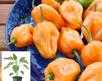 Habanero Pepper Plant with Fruiting Peppers - Big Plant, Thriving, Fruit-bearing, Capsicum Chinense - Homegrown, Spicy Delight!