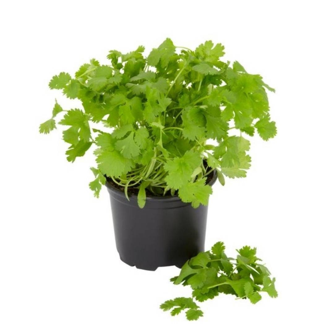 Cilantro Plants for Sale Fresh Coriander Herb Add Flavor to Your Dishes. Order Now and Enjoy