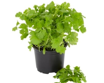 May include: A potted cilantro plant with vibrant green leaves. The plant is in a black plastic pot, with a small pile of cilantro leaves next to the pot. The background is plain white.