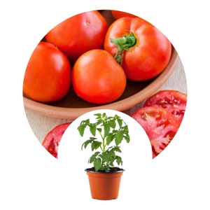 Tomato Plants (Better Bush Hybrid )| Compact Tomato plant 3 to 5 feet tall | Disease Resistant plant| Ready To Transplant