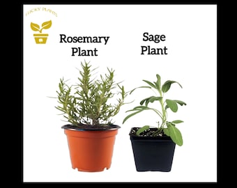 2 live herb plants| Sage with Rosemary or, Thyme in 4 Inch Pot | Indoor/Outdoor Fragrant Herb Garden |Fast Shipping