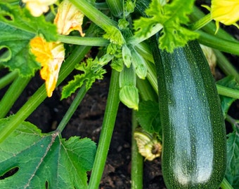 Delightful Black Beauty Zucchini: Nutrient-Rich, Easy-to-Grow Squash Perfect for Culinary Creations & Garden Enthusiasts!