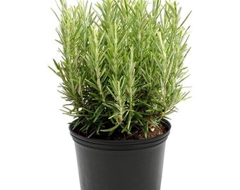 Lavender Plant (English) Elegance Plant | Live Herb Plant | Organic Lavender plants