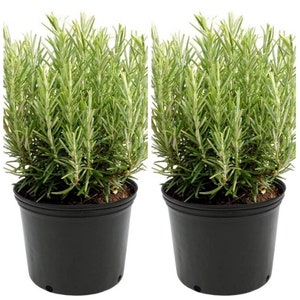 Lavender Duo: 2 Live English Lavender Plants - Fragrant & Flourishing for Your Garden or Home!