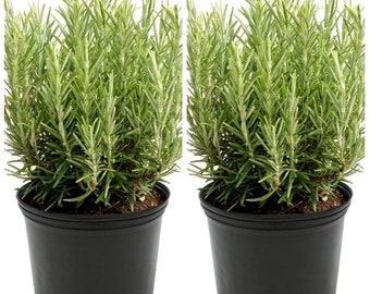 Lavender Duo: 2 Live English Lavender Plants - Fragrant & Flourishing for Your Garden or Home!