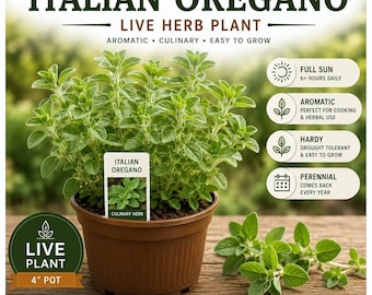 Live Italian Oregano Herb Plant | Culinary Aromatic Perennial (4-Inch Pot)
