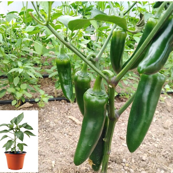 Mammoth Jalapeño Pepper Plants: Thriving and Flavorful Additions to Your Garden. Limited Stock!