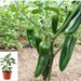 see more listings in the Pepper Plants section