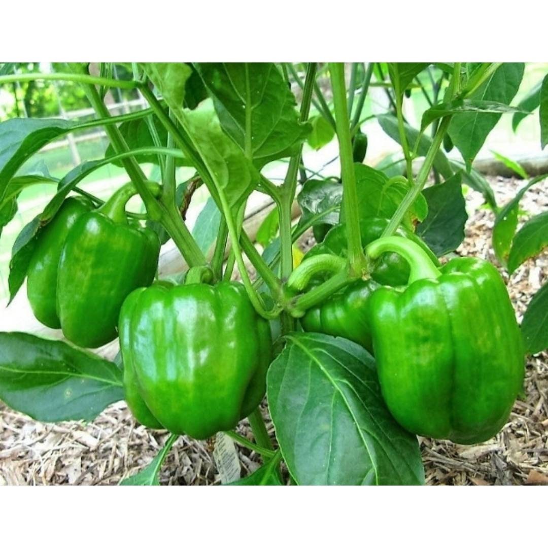 Green Bell Pepper Plant  Sweet, Crisp, Heavy Producer - Etsy