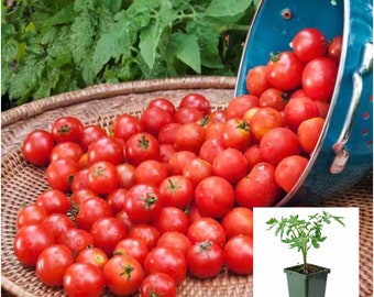 Juicy Husky Cherry Tomato Plants: Grow Your Own Delicious Harvest! Healthy, Organic Plants Ready for Your Garden. Order Now