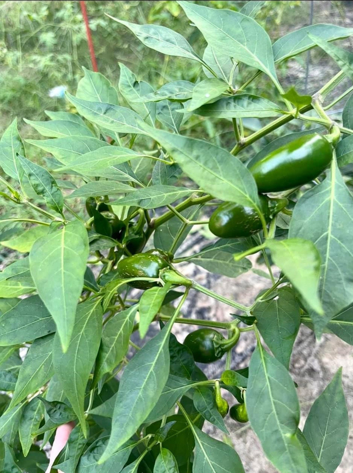 Mammoth Jalapeo Pepper Plants  Large, Meaty, High-yield Hot Pepper for  Home Gardens - Etsy