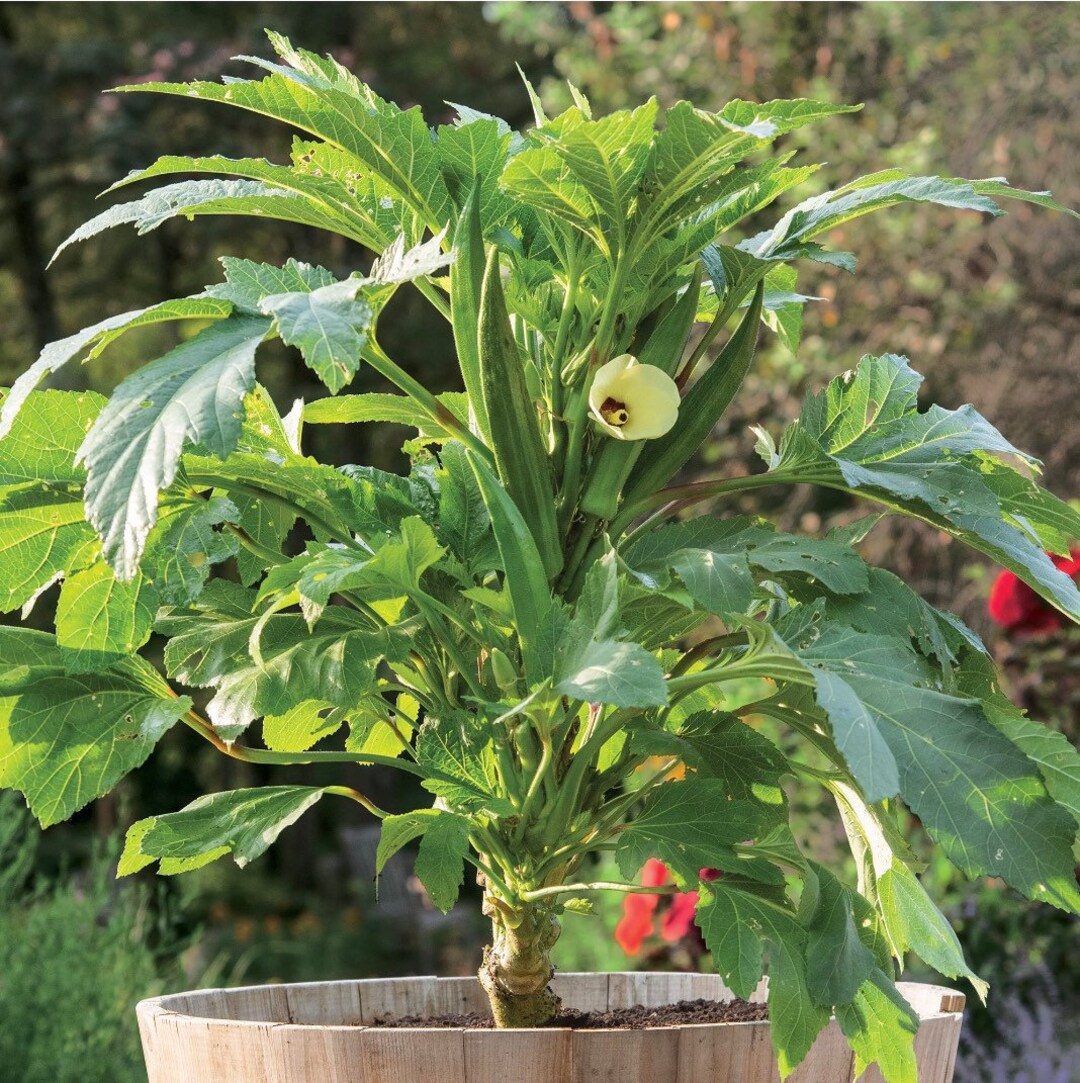 Okrababy Bubba Plant Compact and Prolific Okra Variety With Small