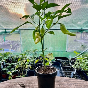 Hot Banana Pepper Plants the yellow wax pepper or banana chili Heirloom Vegetable Plant Ready to Transplant image 3