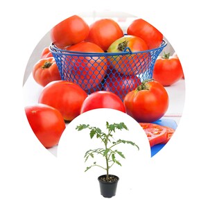 Celebrity Tomato Plants- Disease-Resistant, High-Yield, and Easy to Grow for a Bountiful Harvest of Delicious, Versatile Tomatoes!"