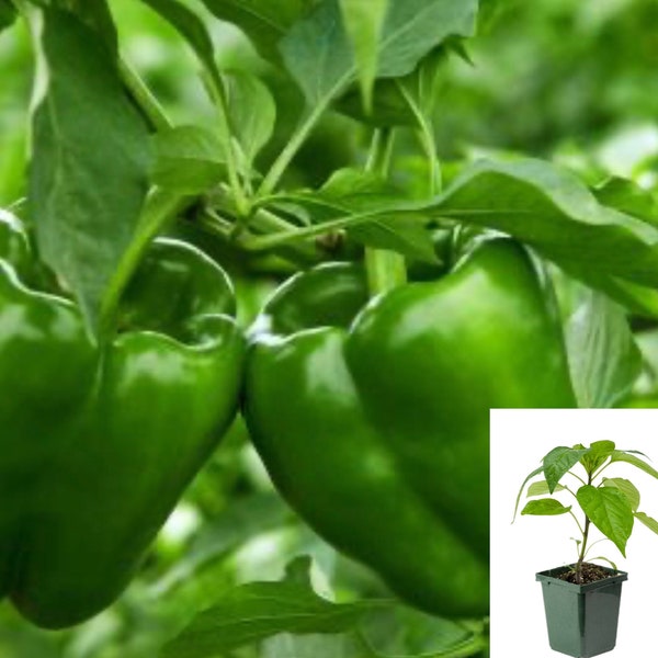 Vibrant Sweet Bell Pepper Plants: Organic, Colorful Varieties, Perfect for Home Gardens & Cooking - Fresh, Healthy, and Delicious Produce!