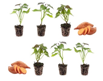 Organic Beauregard Sweet Potato Slips: High-Yield Variety for Home Gardening - 6 Plants Available!