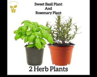 Organic Sweet Basil & Rosemary Plants: Kitchen Herb Garden