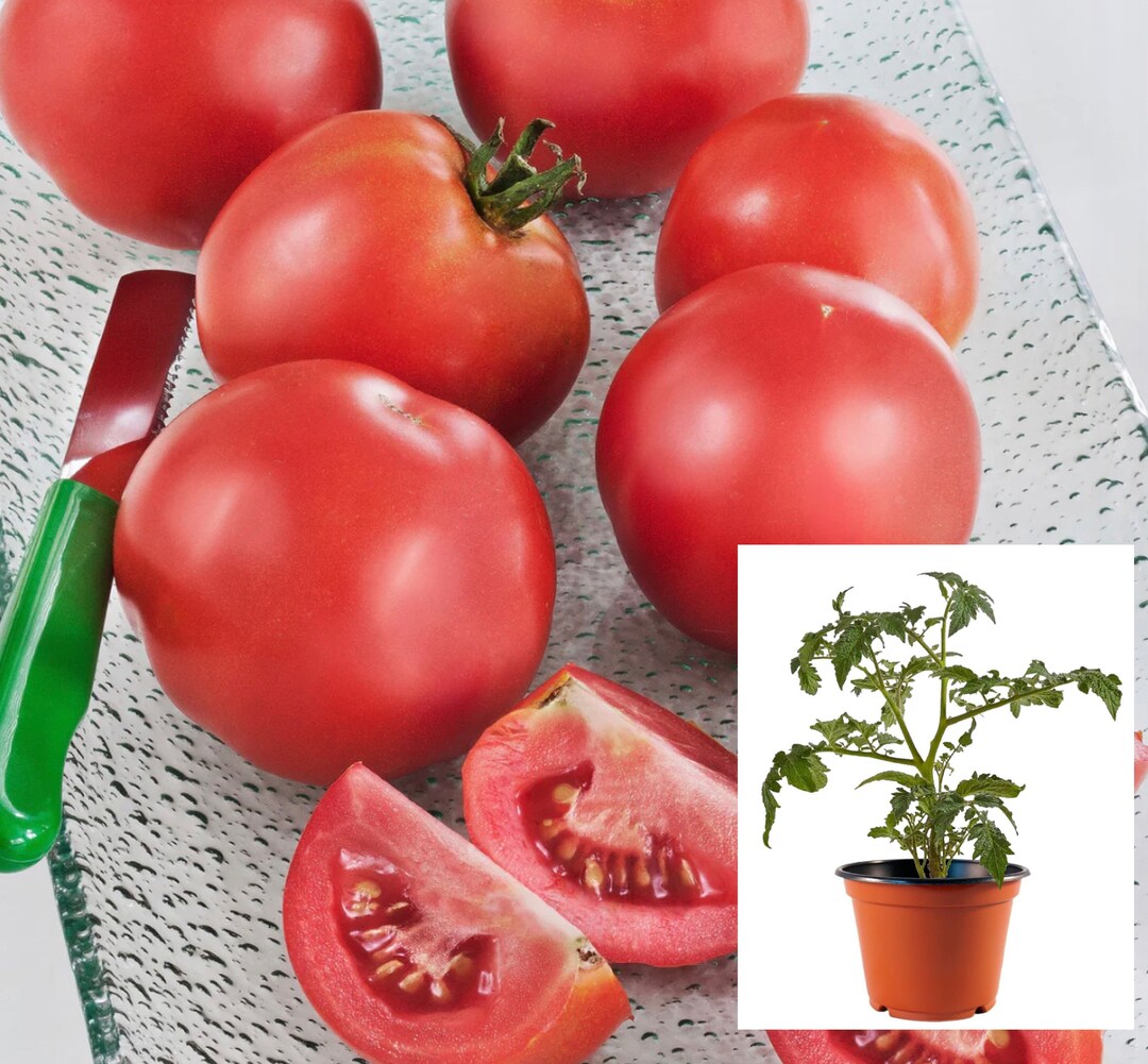 Tomato Plants Early Girl 50 Days Tomato Plant in Pot Gardening