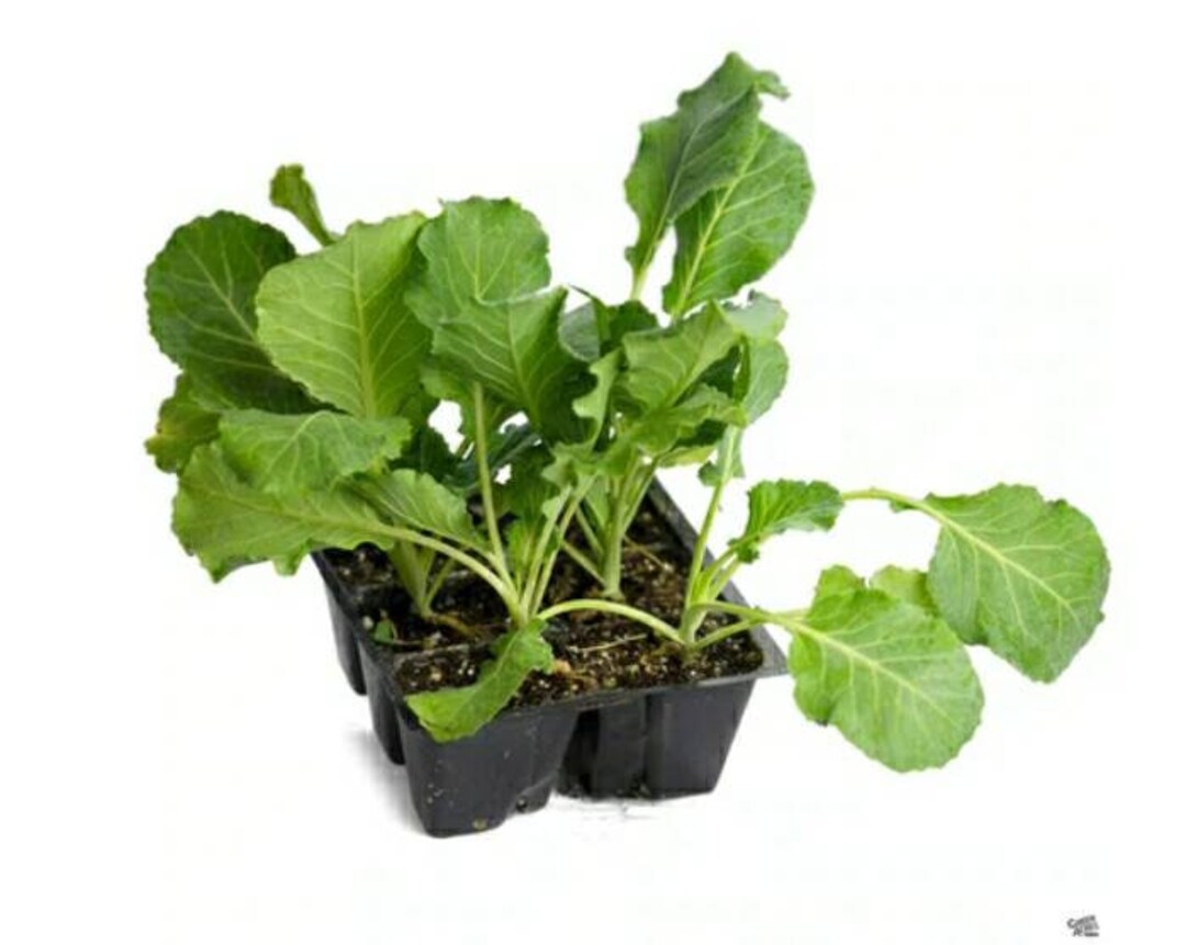 Collard Greens Plants Easytogrow leafy Greens Delight Fresh Plants