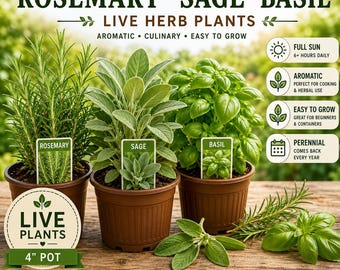 Live Rosemary, Sage, Basil Herb Plants | Culinary Garden Starters