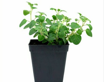 Organically Grown Greek Oregano Plant: Fresh Herb for Cooking, Seasoning, and Natural Remedies - Easy to Grow Indoors or Outdoors