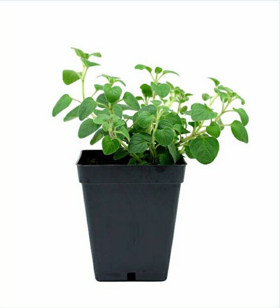 Plants Live Greek Oregano Herb Plant Herbs