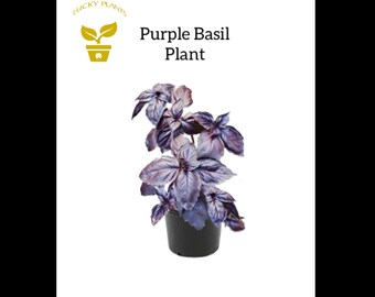 Live PURPLE BASIL Plants, Herb Plant,  Organic Basil plants