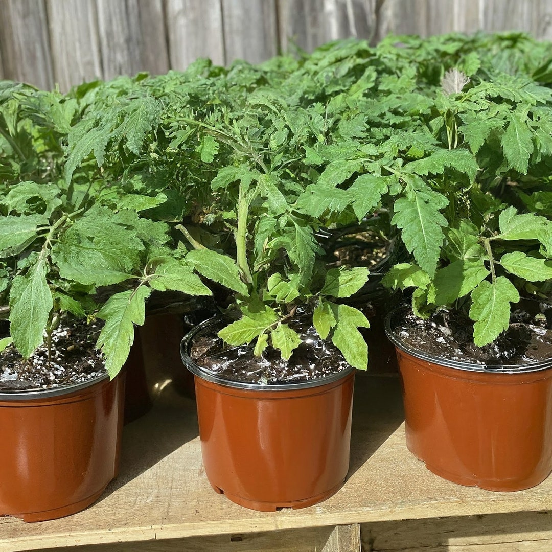 Set of 2 Better Boy Tomato Plants in 4-inch Pots High-yield, Disease ...