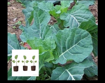 3 COLLARD GREENS  Plants, Vegetable Plant,  cool-season crop