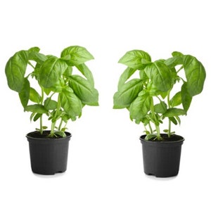 May include: Two potted basil plants with green leaves in black plastic pots against a white background.
