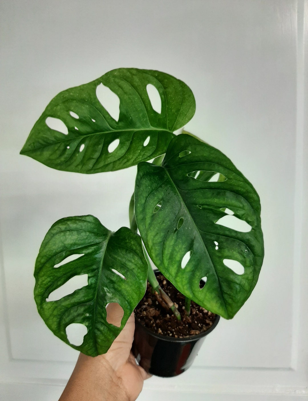 MONSTERA ADANSONII Wide-form. - Etsy