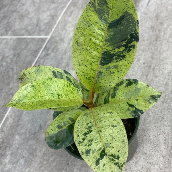 Ficus Moonshine Variegated Shivereana