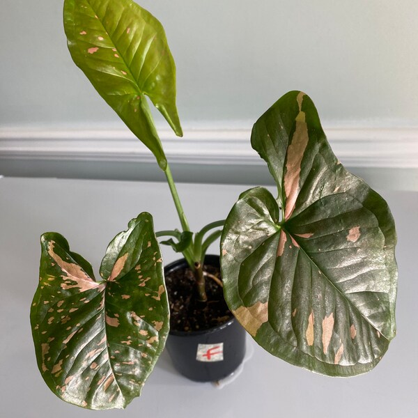 Pink Splash Syngonium Etsy