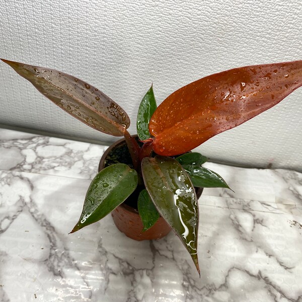 Philodendron Sun Red