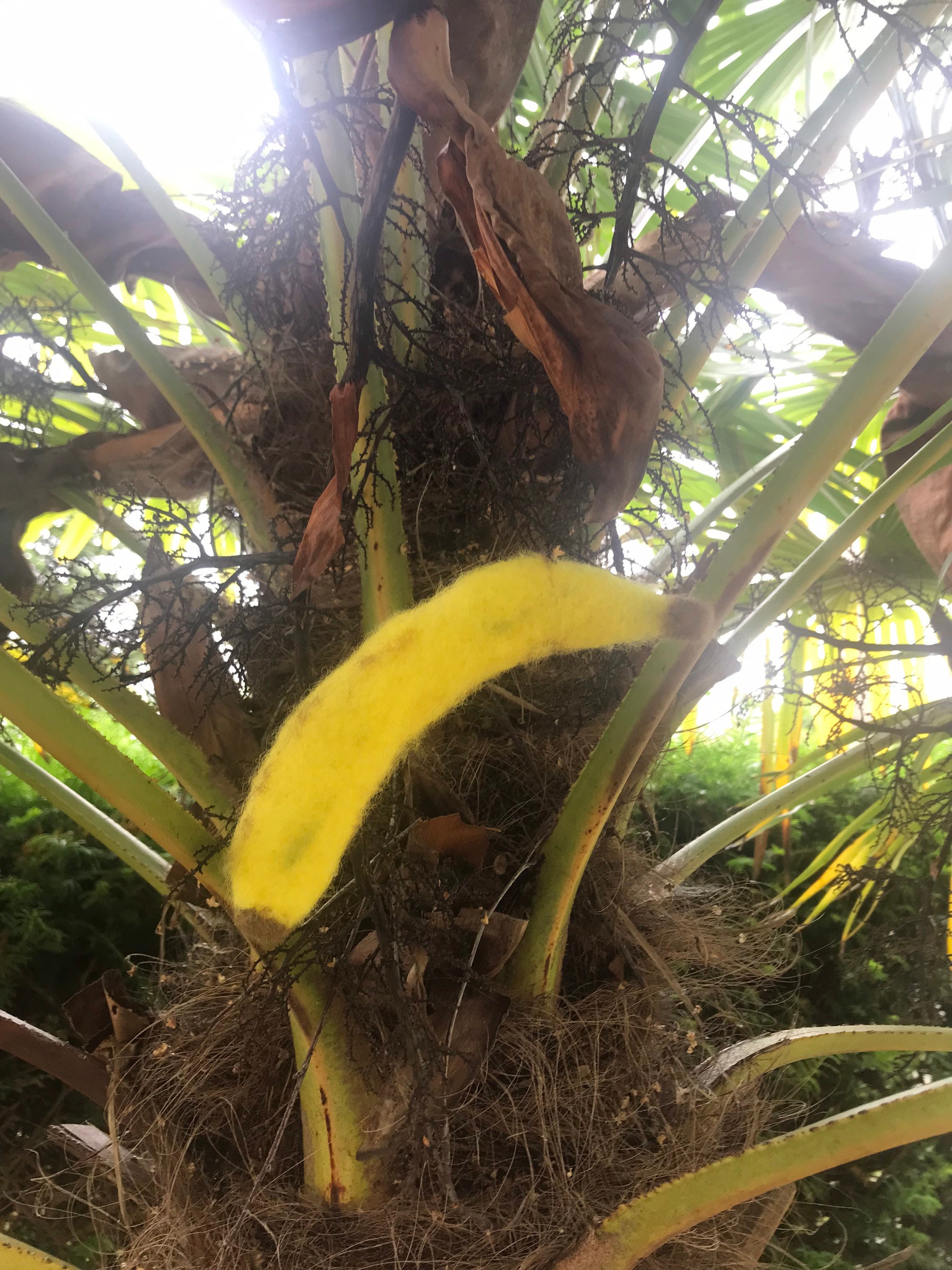 Banane en Laine Cardée