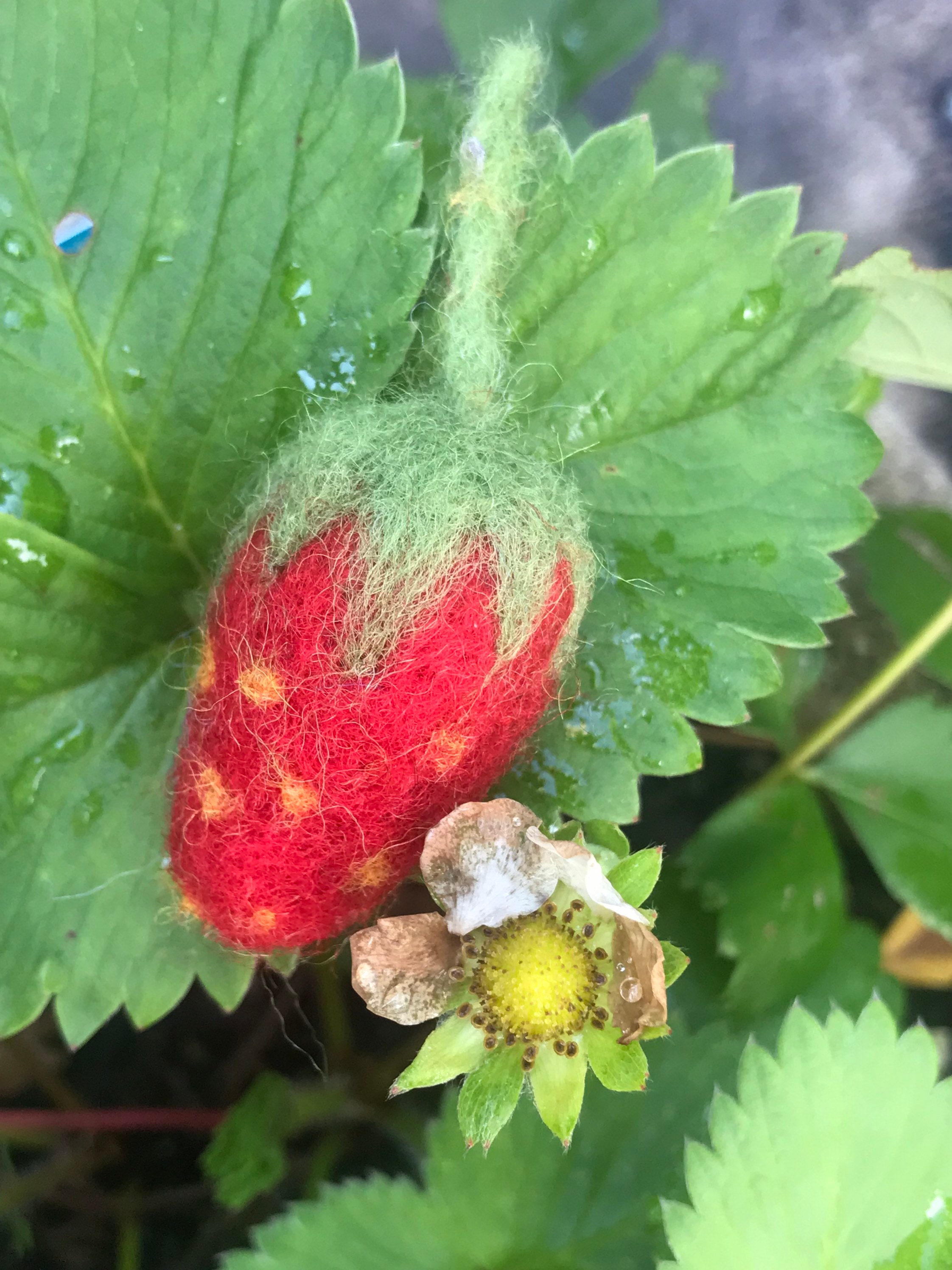 Fraise en Laine Cardée
