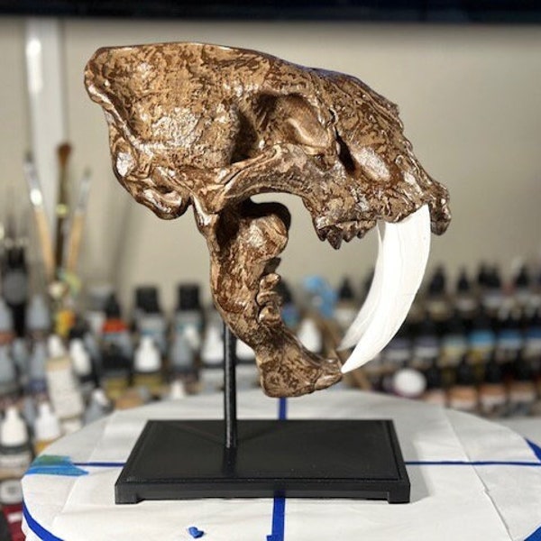 Realistic Saber Tooth Tiger Skull - approx 12" tall - 3D Printed